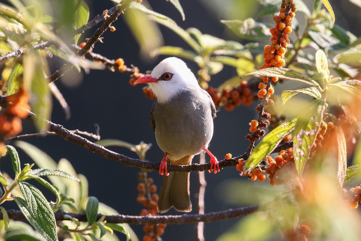 Bulbul à tête blanche - ML140723331