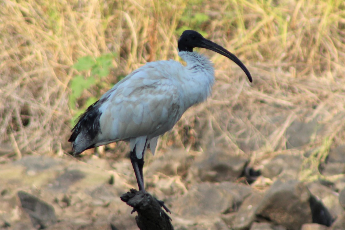 Australian Ibis - ML140723541