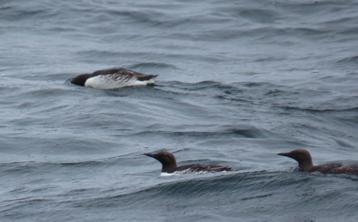 Common Murre - ML140724081