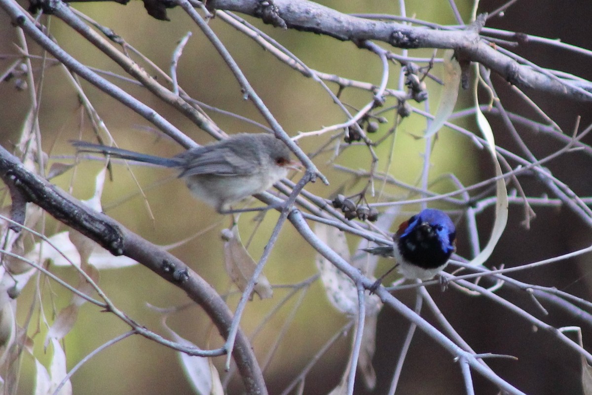 Purple-backed Fairywren (Purple-backed) - Leonie Beaulieu