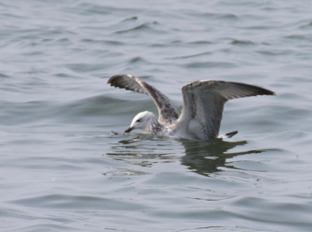 Gaviota Sombría - ML140724441