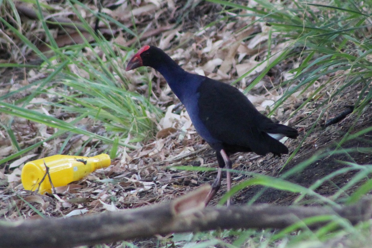 Australasian Swamphen - ML140724781