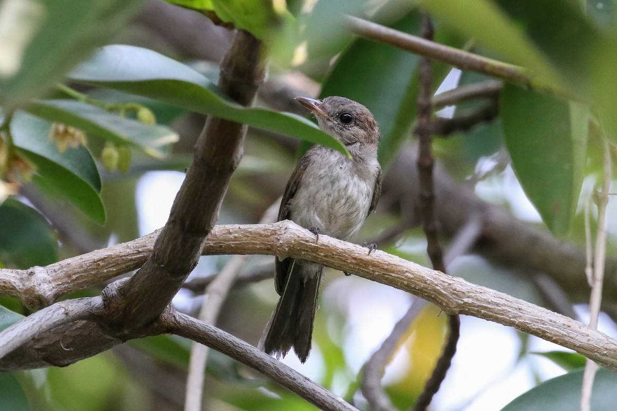 Mangrove Whistler - ML140724881