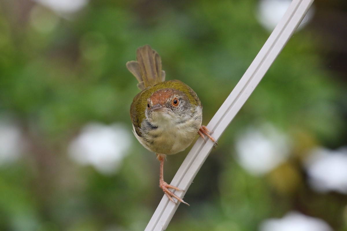 Rotstirn-Schneidervogel - ML140724931