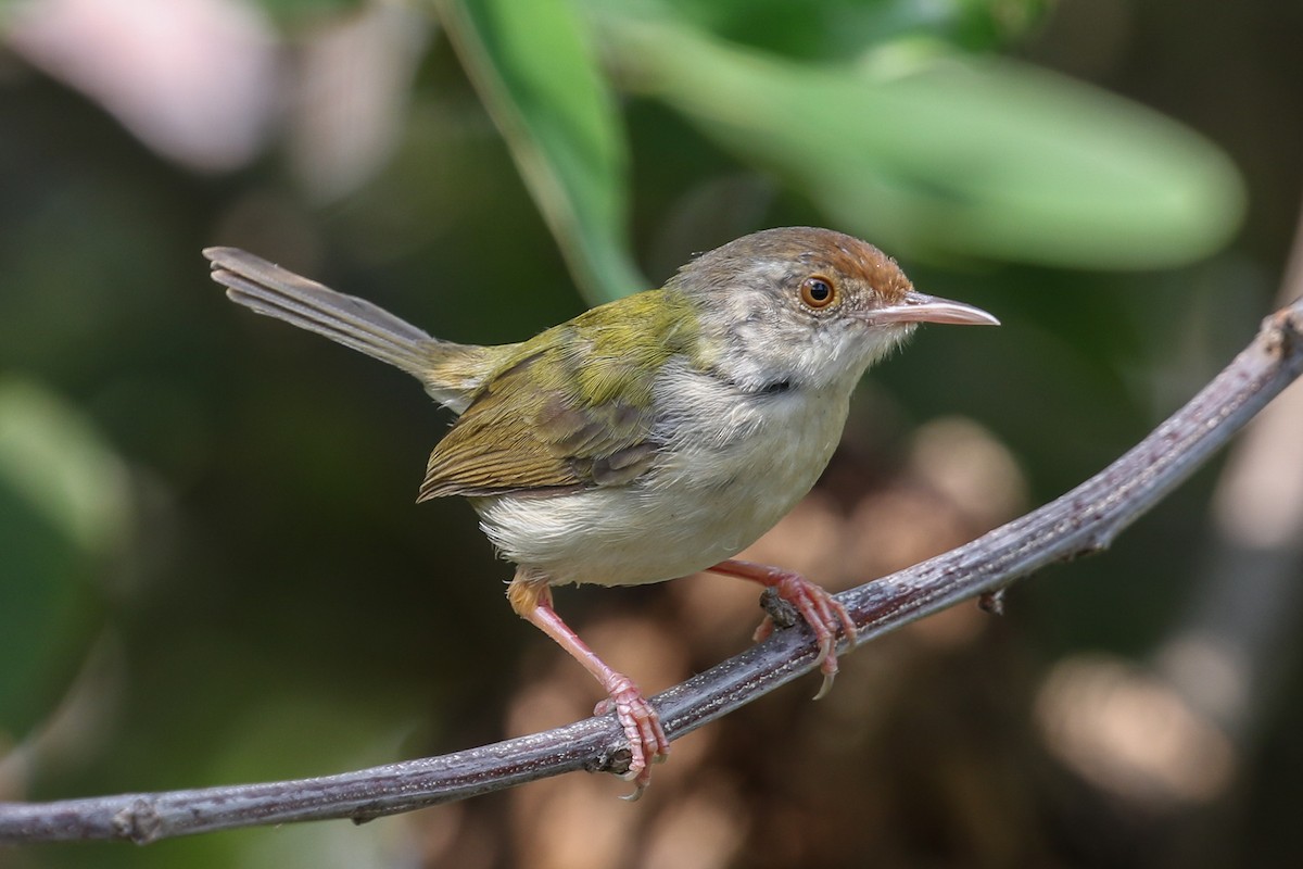 Rotstirn-Schneidervogel - ML140724941