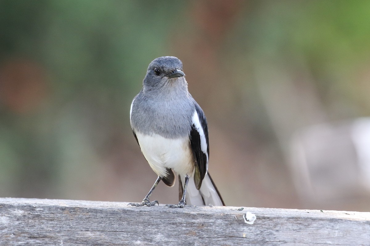 Oriental Magpie-Robin - ML140725001