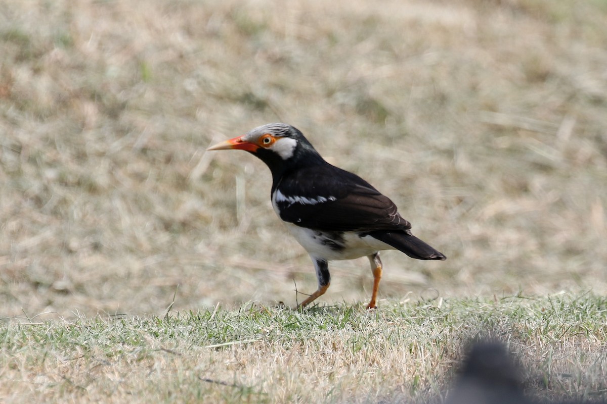 Siamese Pied Starling - ML140725031