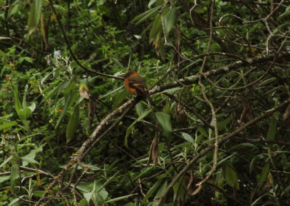 Cinnamon Flycatcher - ML140725231