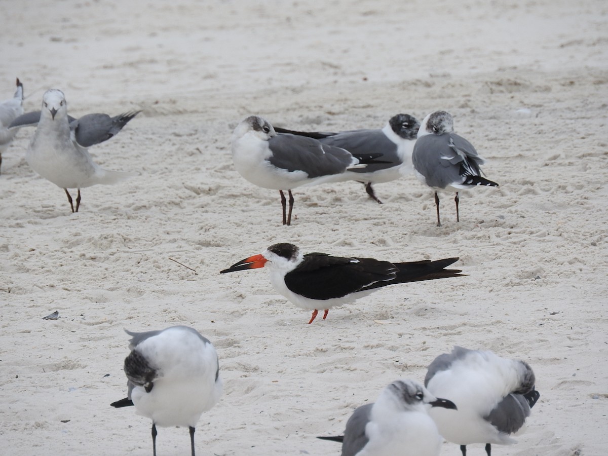 Black Skimmer - George Vaughan