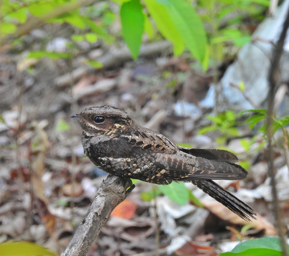 Andaman Nightjar - ML140726641