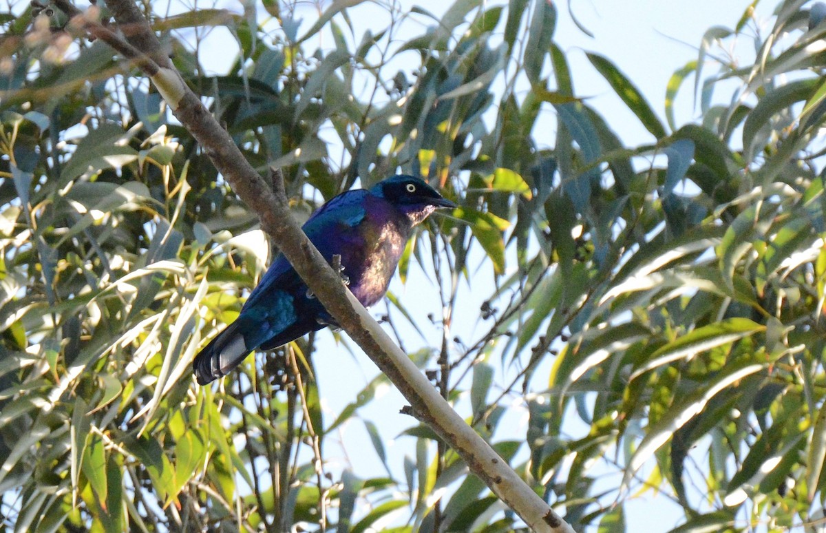 Splendid Starling - ML140726781