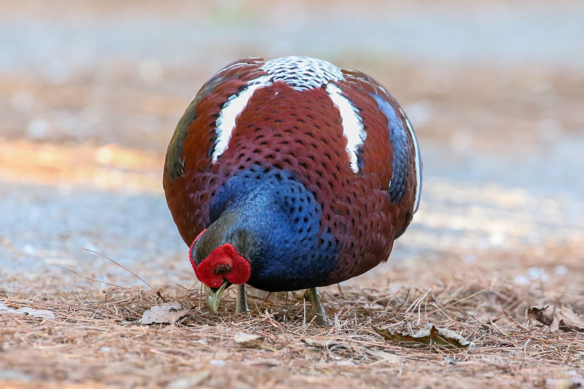 Mrs. Hume's Pheasant - ML140726851