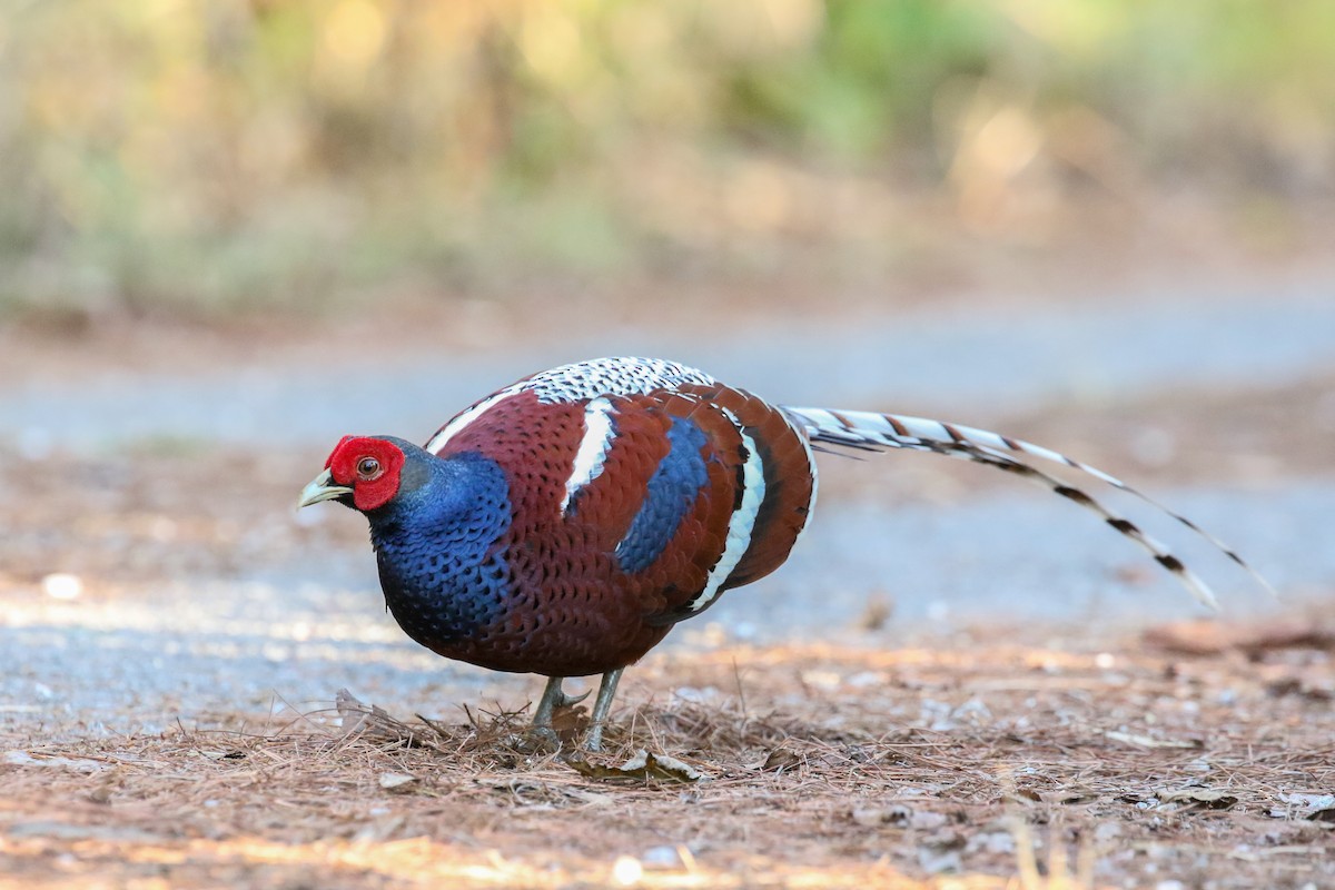 Mrs. Hume's Pheasant - ML140726921