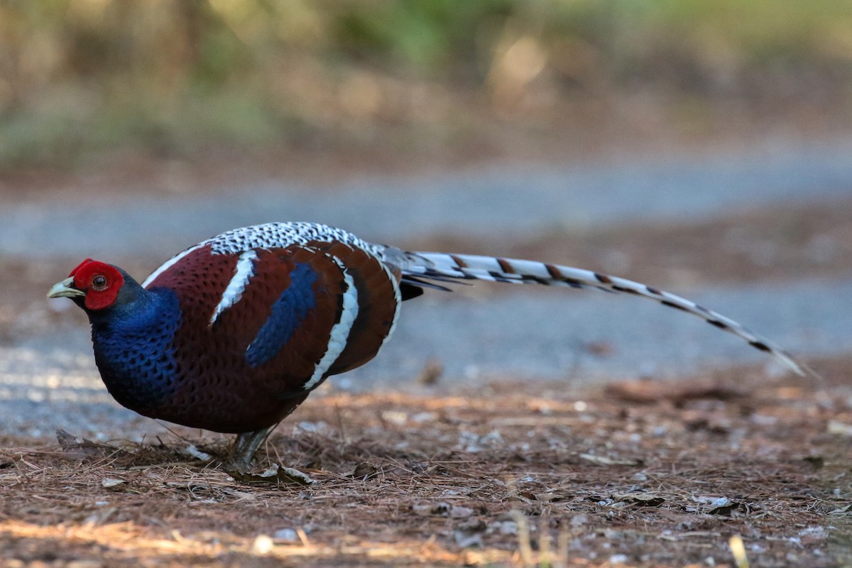 Mrs. Hume's Pheasant - Blair Dudeck