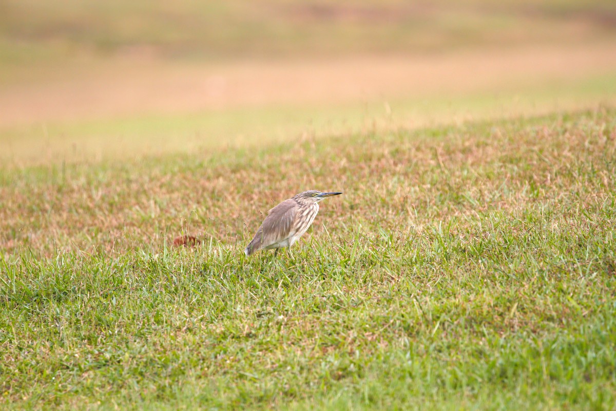 pond-heron sp. - ML140727371