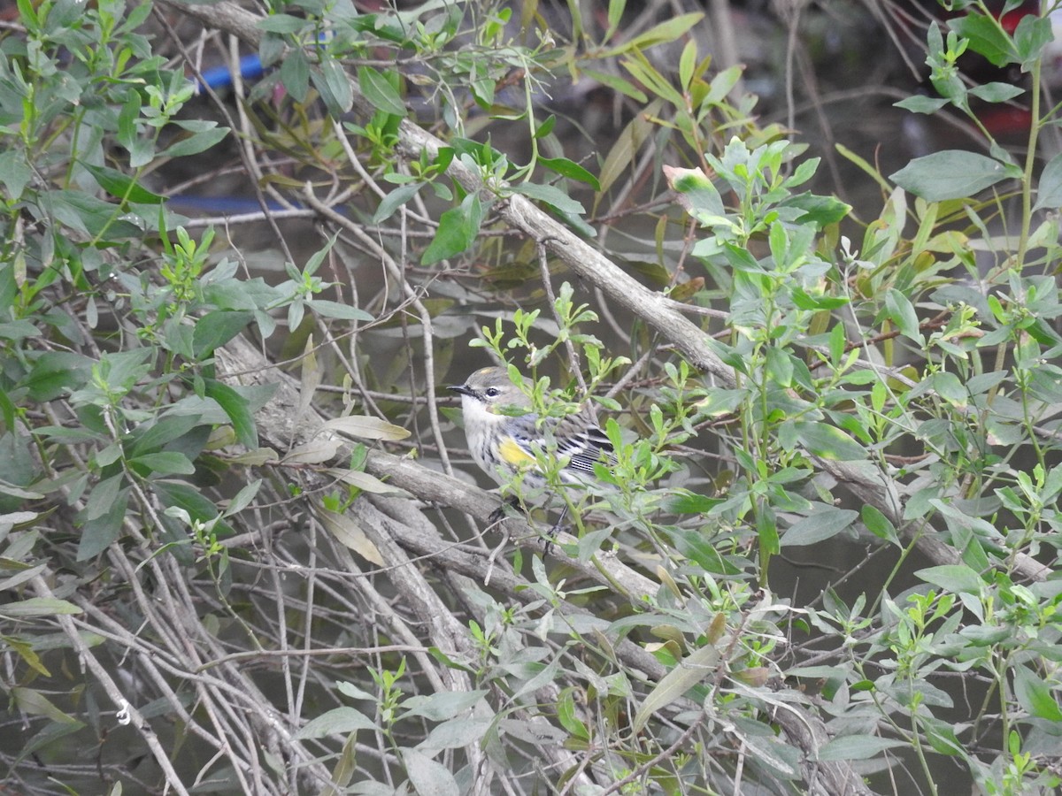 lesňáček žlutoskvrnný (ssp. coronata) - ML140727541