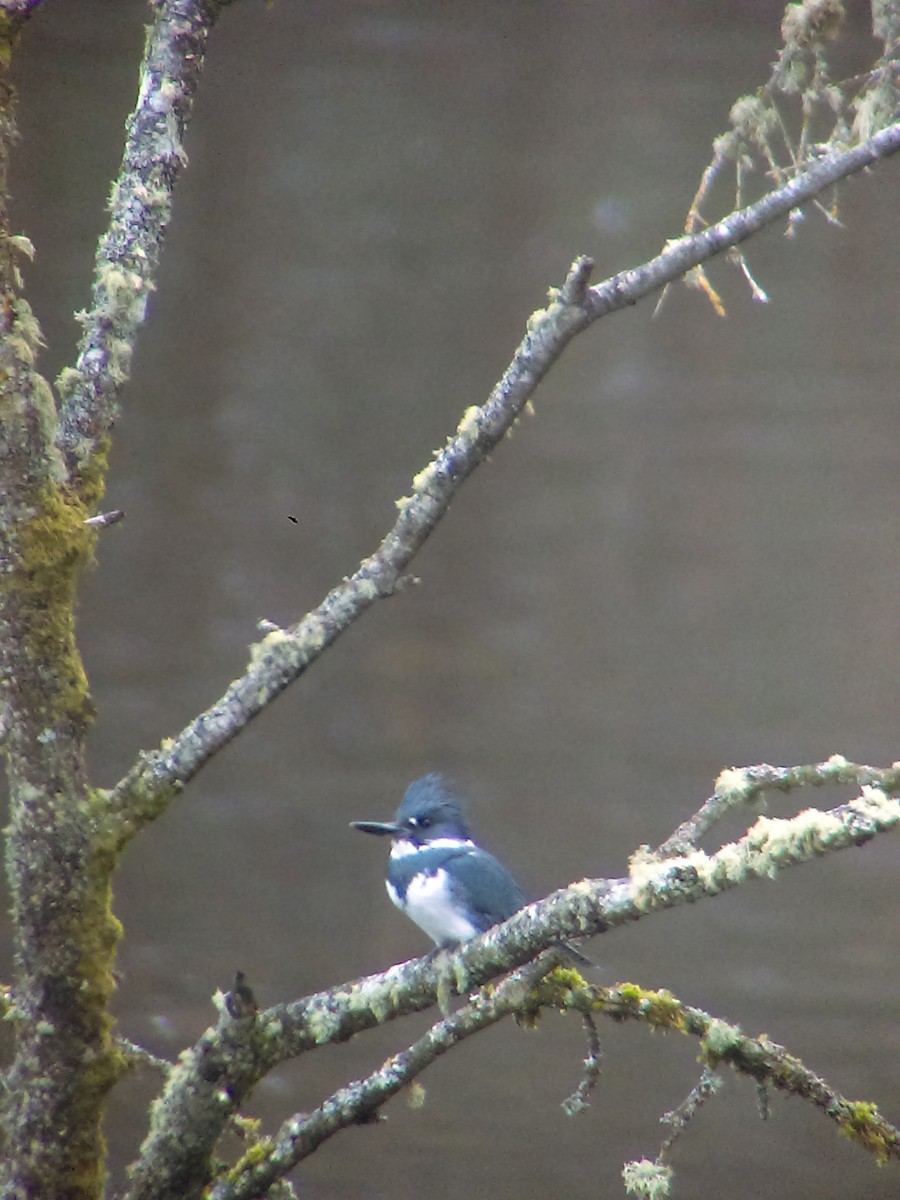 Belted Kingfisher - ML140728631
