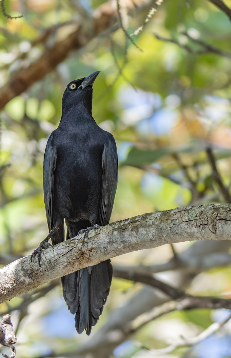 Greater Antillean Grackle - Anthony VanSchoor