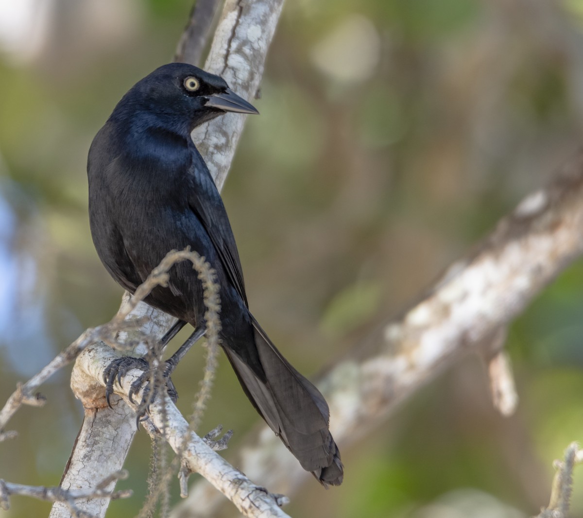 Greater Antillean Grackle - Anthony VanSchoor