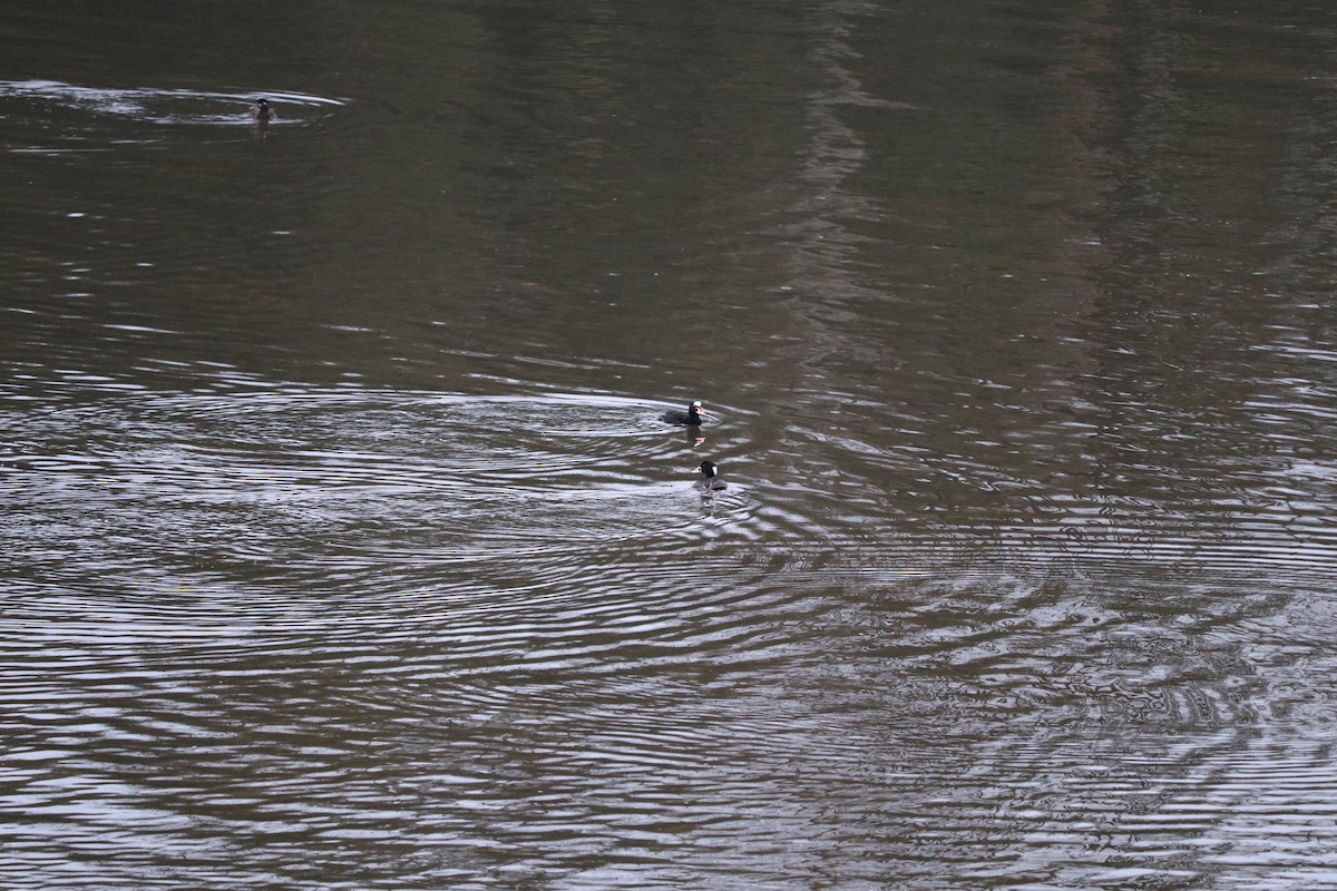 Surf Scoter - ML140729181