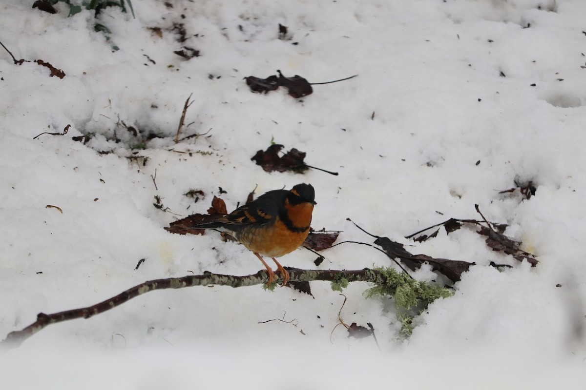 Varied Thrush - Robert Haney