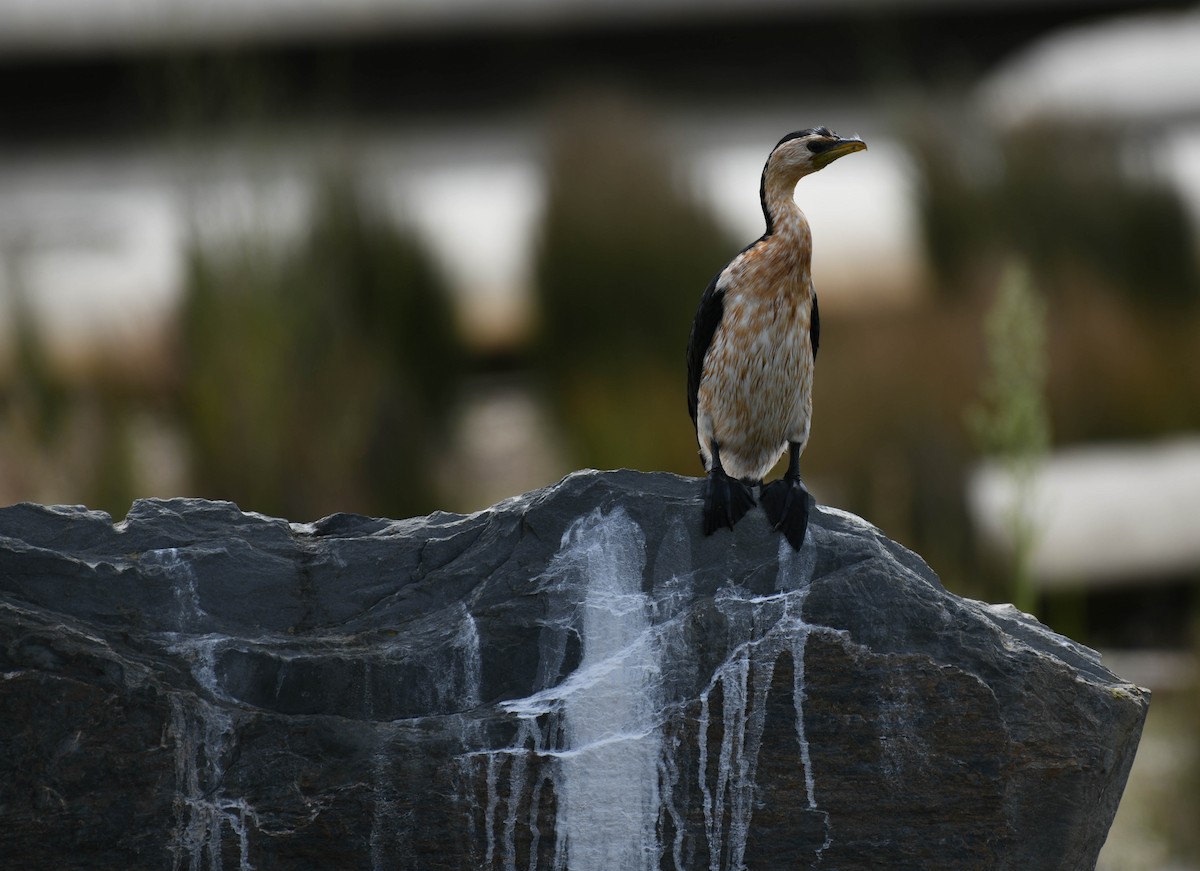 Little Pied Cormorant - ML140729581