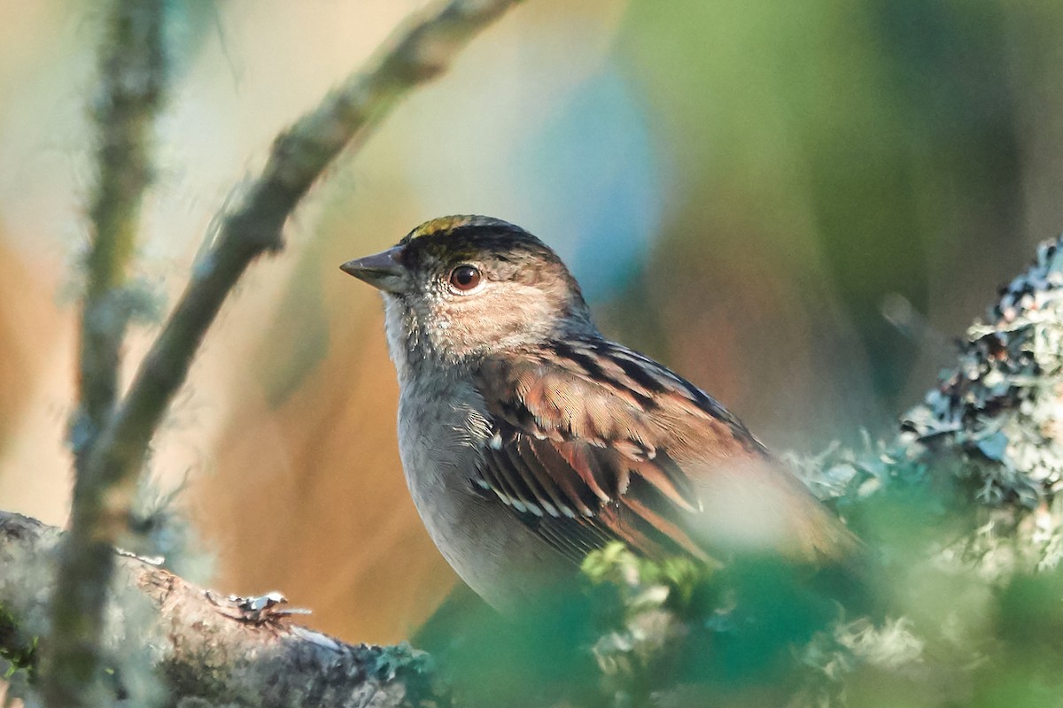 Golden-crowned Sparrow - ML140730831