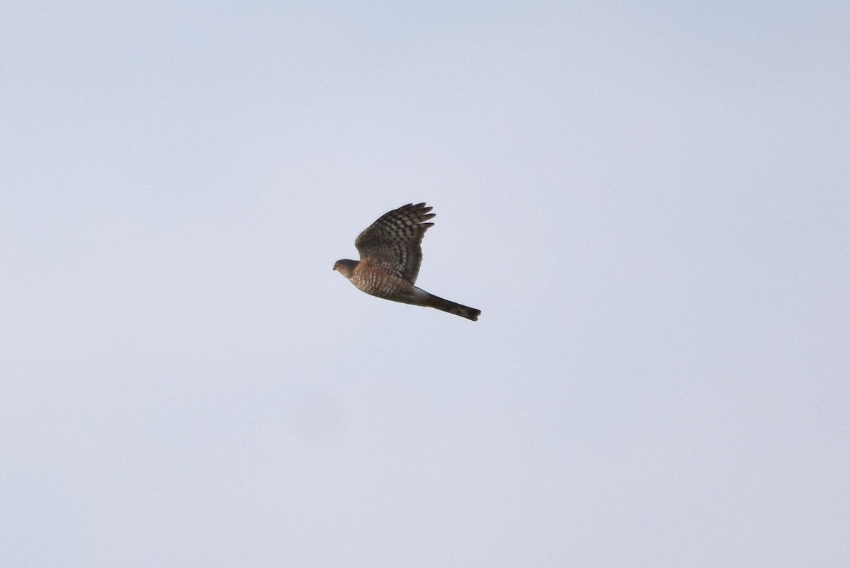 Sharp-shinned Hawk - ML140731641