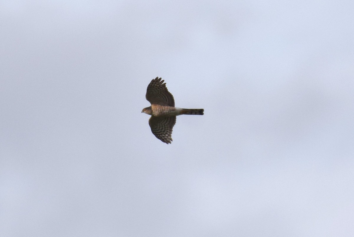 Sharp-shinned Hawk - ML140731661