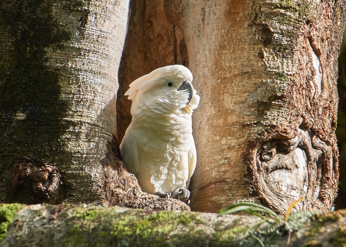 Salmon-crested Cockatoo - ML140732291