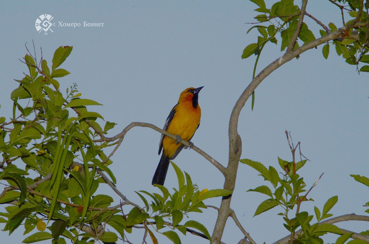 Altamira Oriole - ML140732511