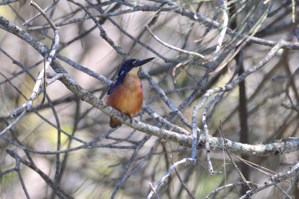 Azure Kingfisher - ML140732711