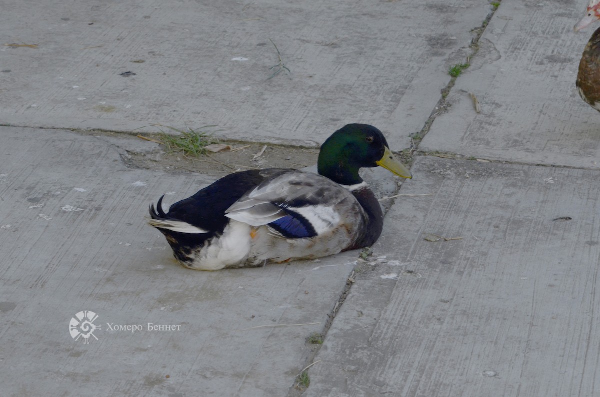 Mallard (Domestic type) - ML140733111