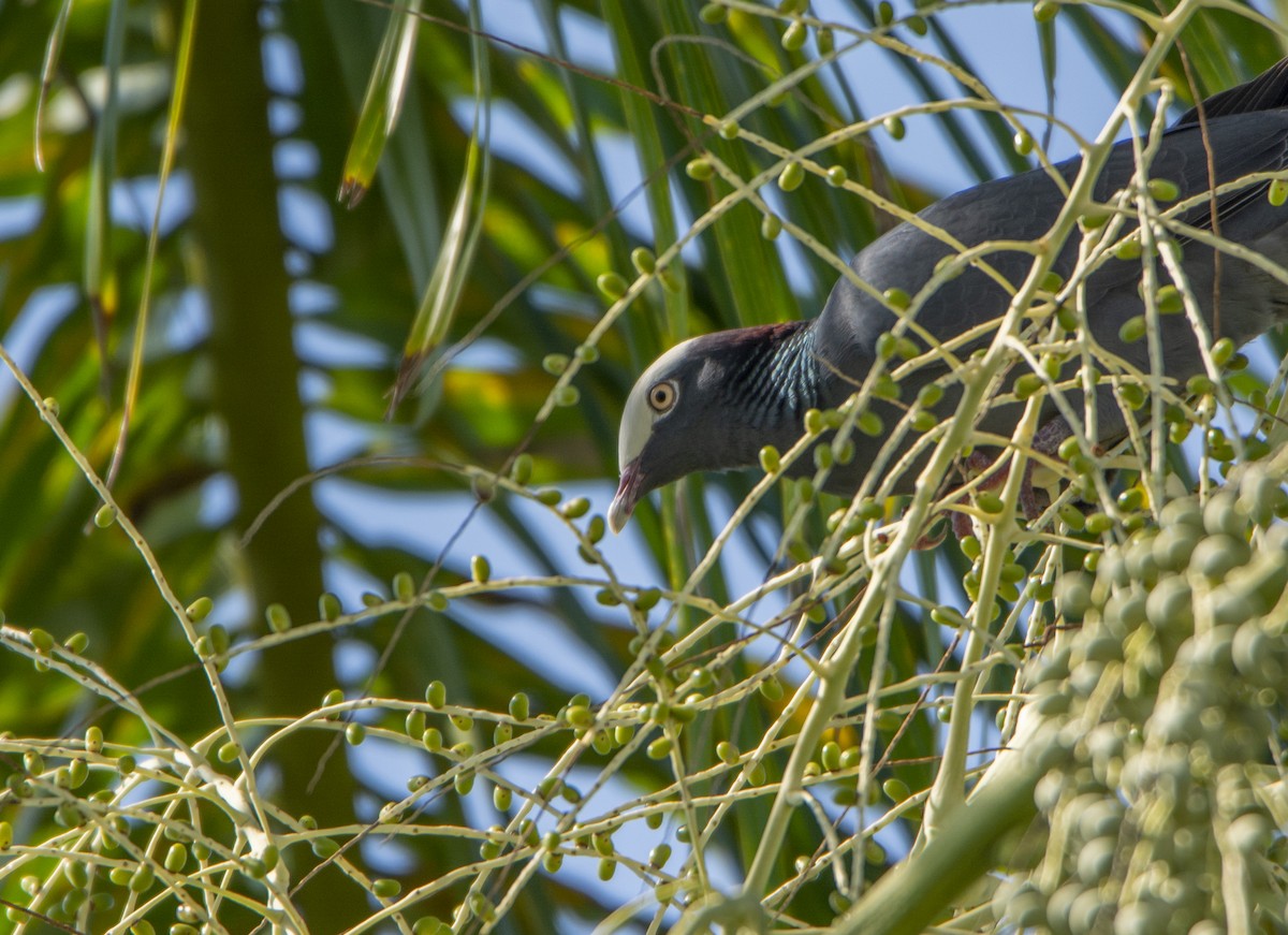 Pigeon à couronne blanche - ML140733331