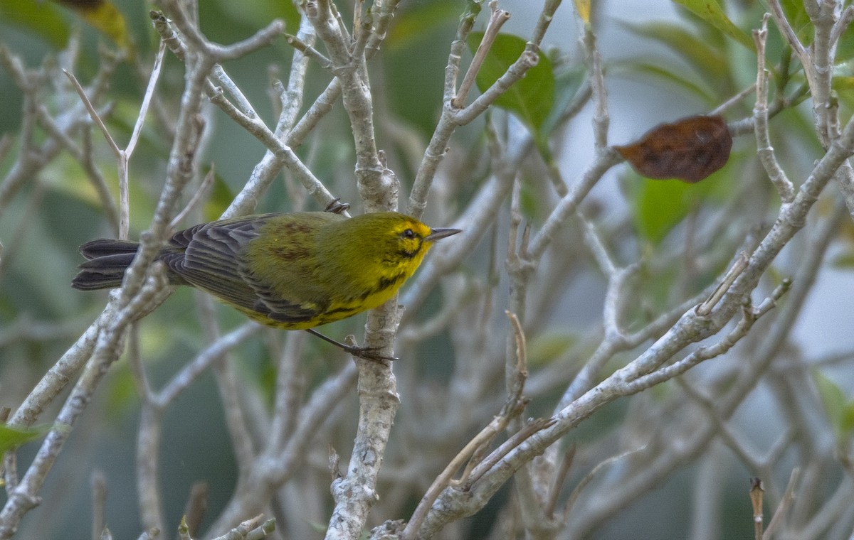 Prairie Warbler - ML140733521