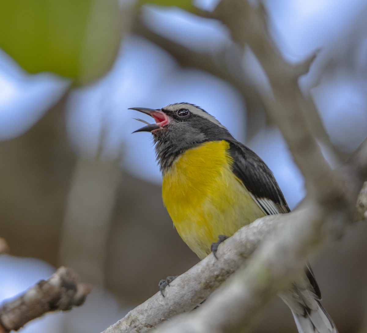 Sucrier à ventre jaune - ML140733541