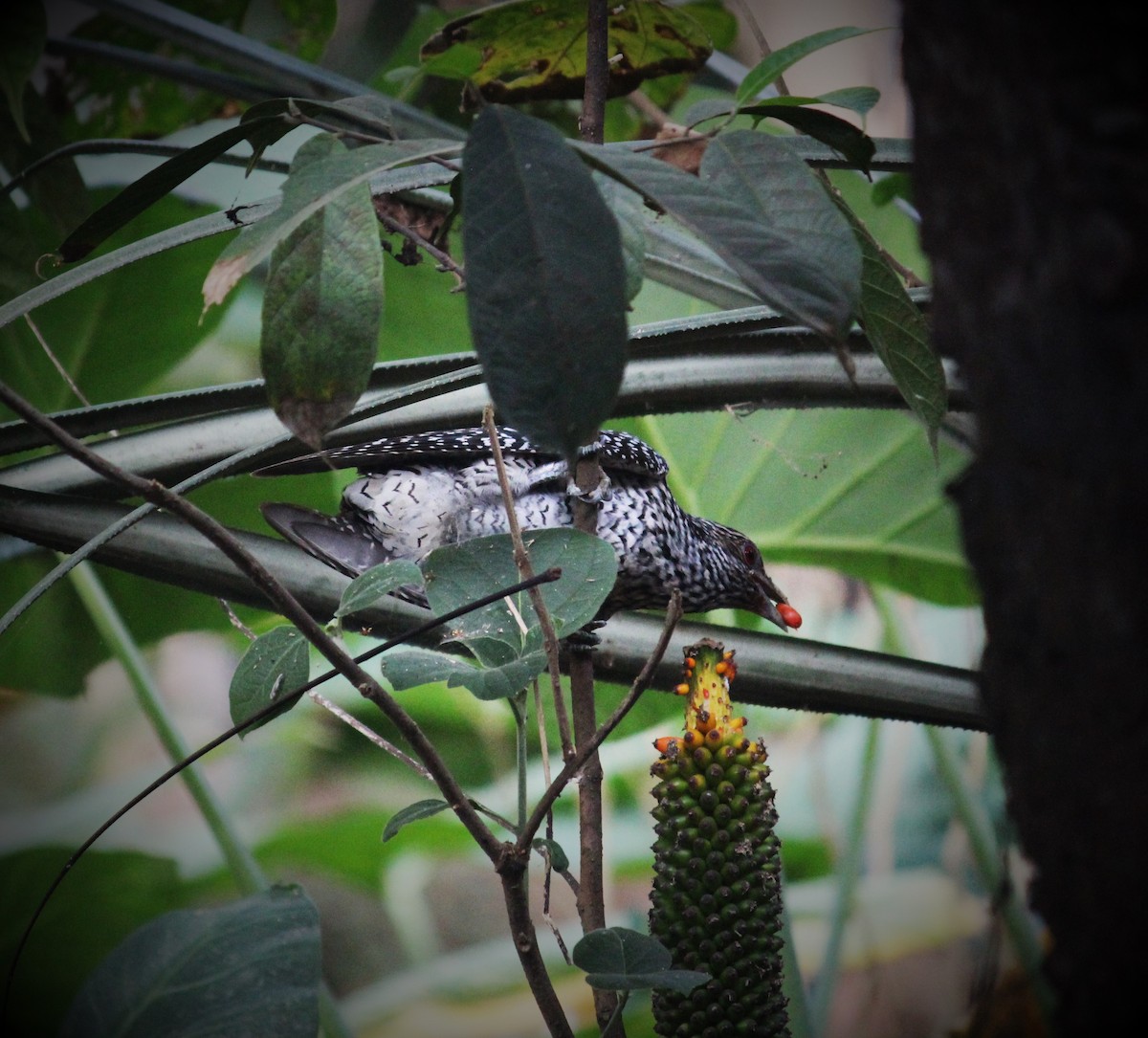 Asian Koel - Ramya Rajan