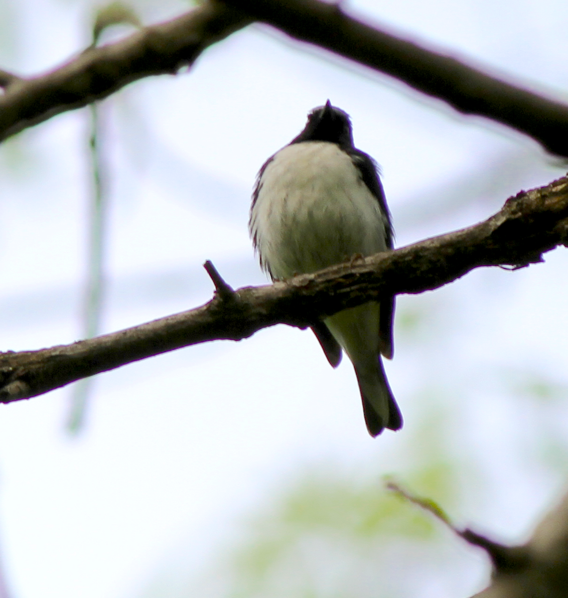 Black-throated Blue Warbler - ML140735351