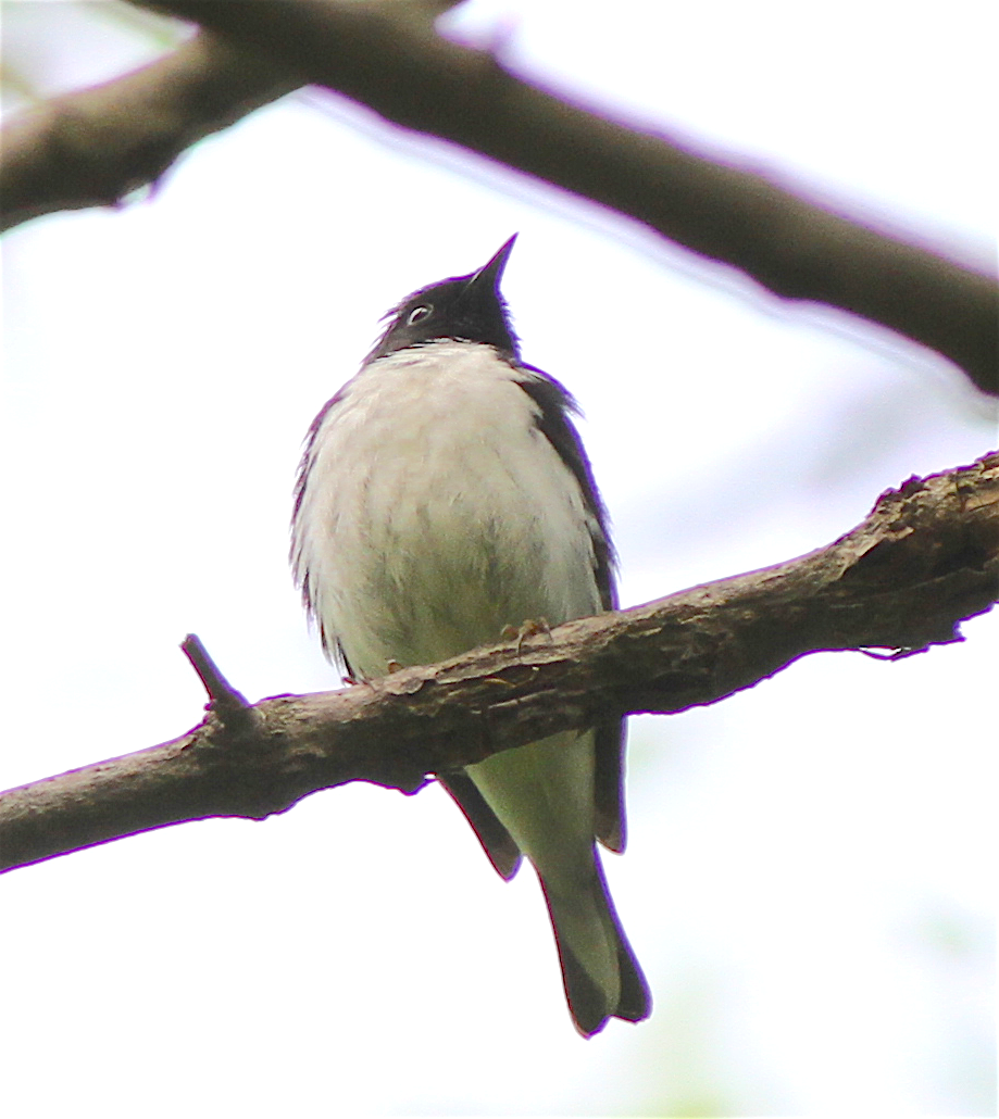 Black-throated Blue Warbler - ML140735371