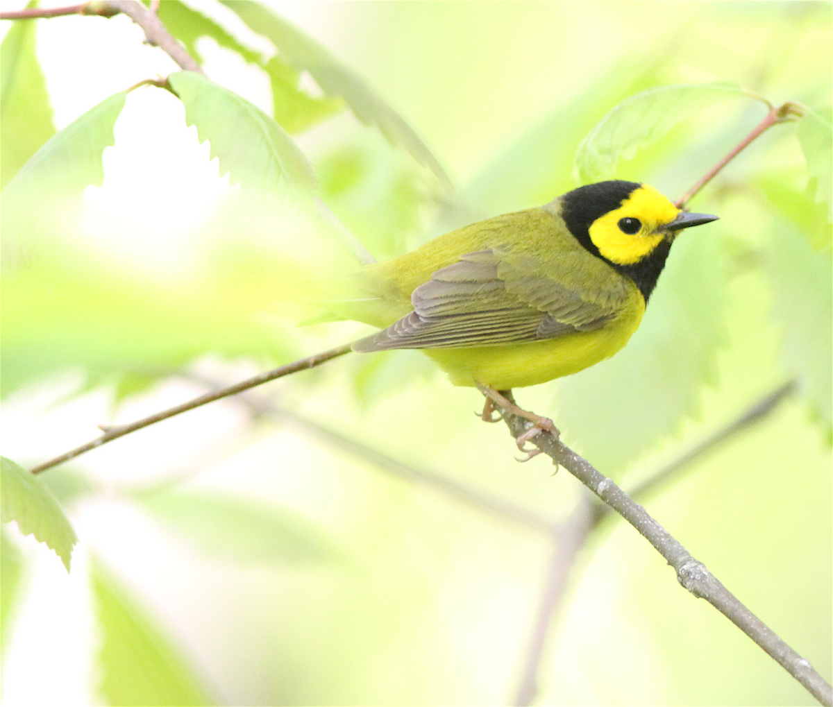 Hooded Warbler - ML140735401