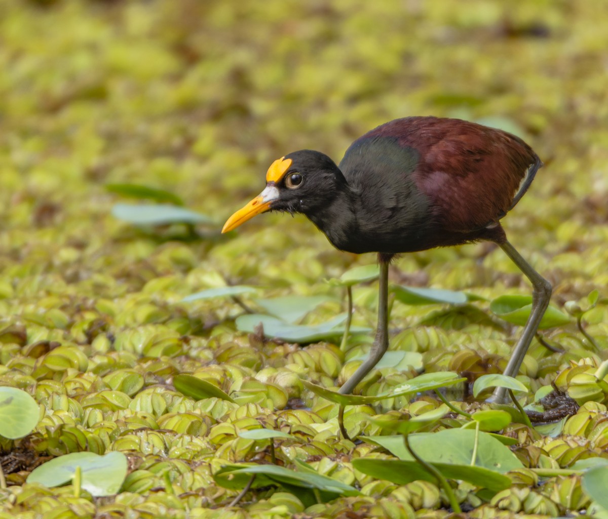 Jacana du Mexique - ML140736401