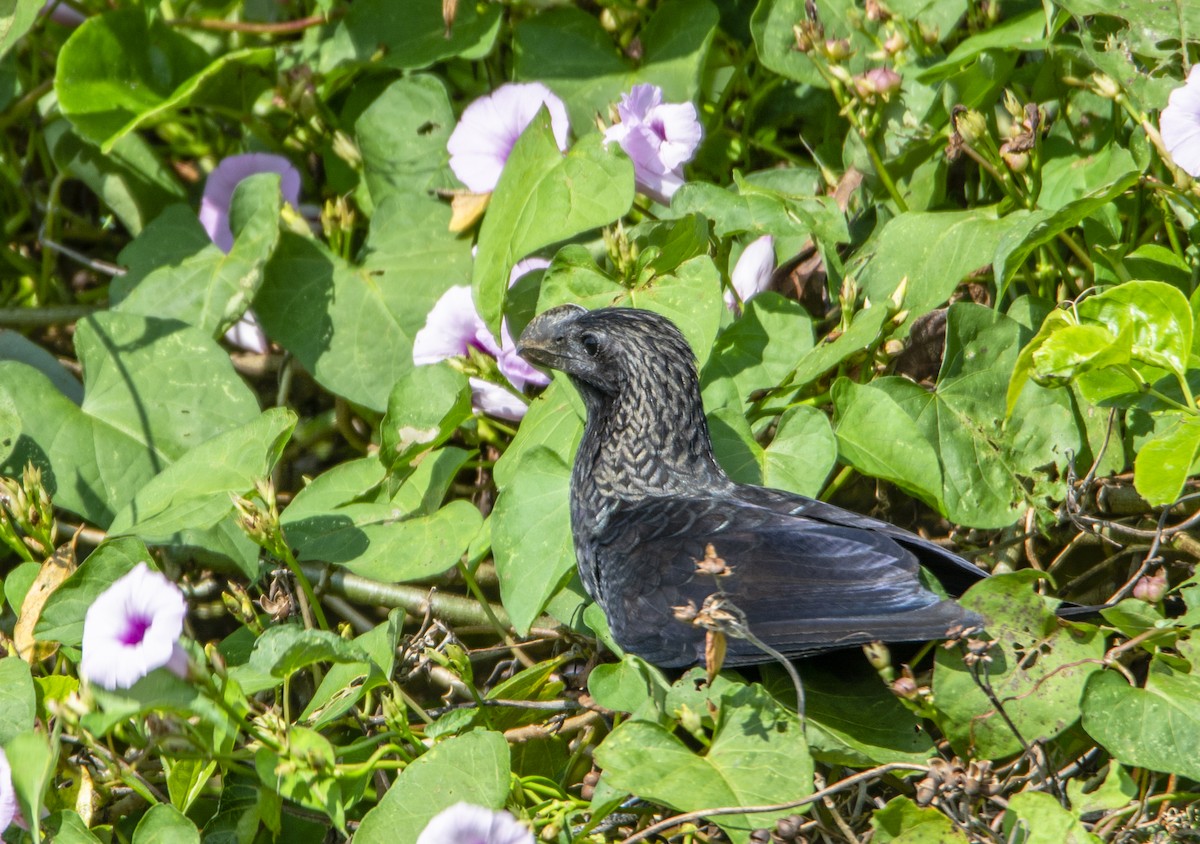 Smooth-billed Ani - ML140736481