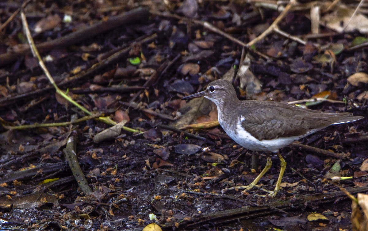 Spotted Sandpiper - ML140736521