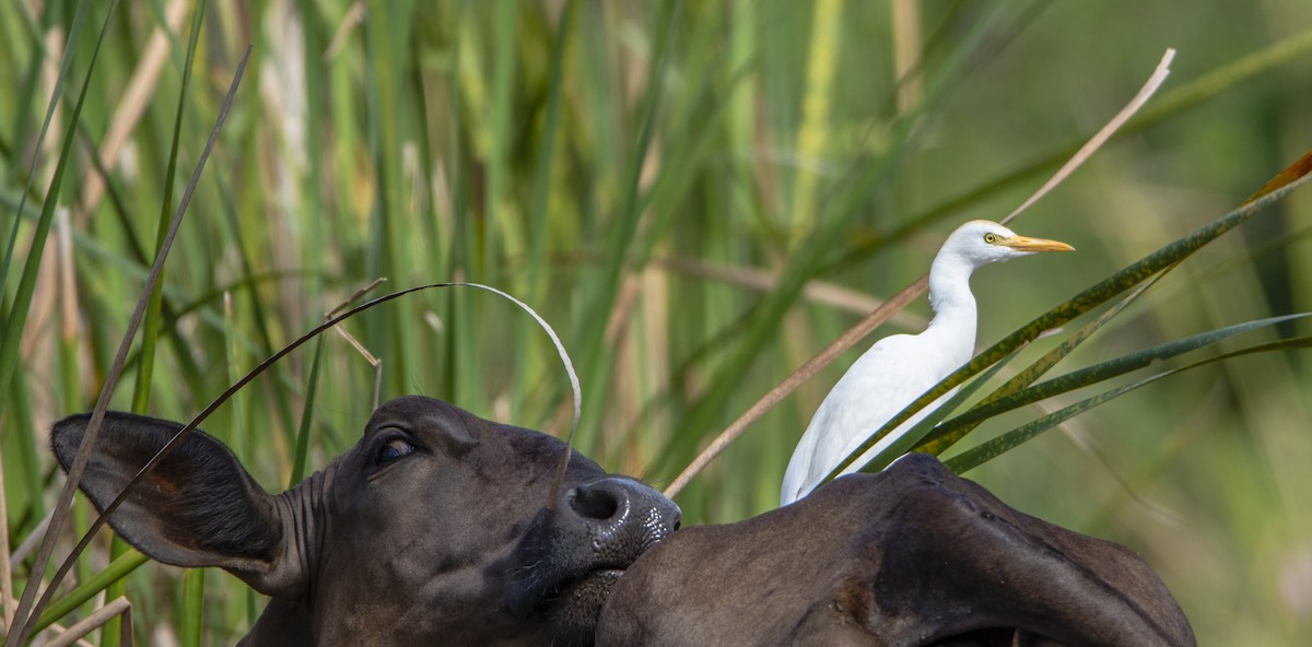 Western Cattle Egret - ML140736531