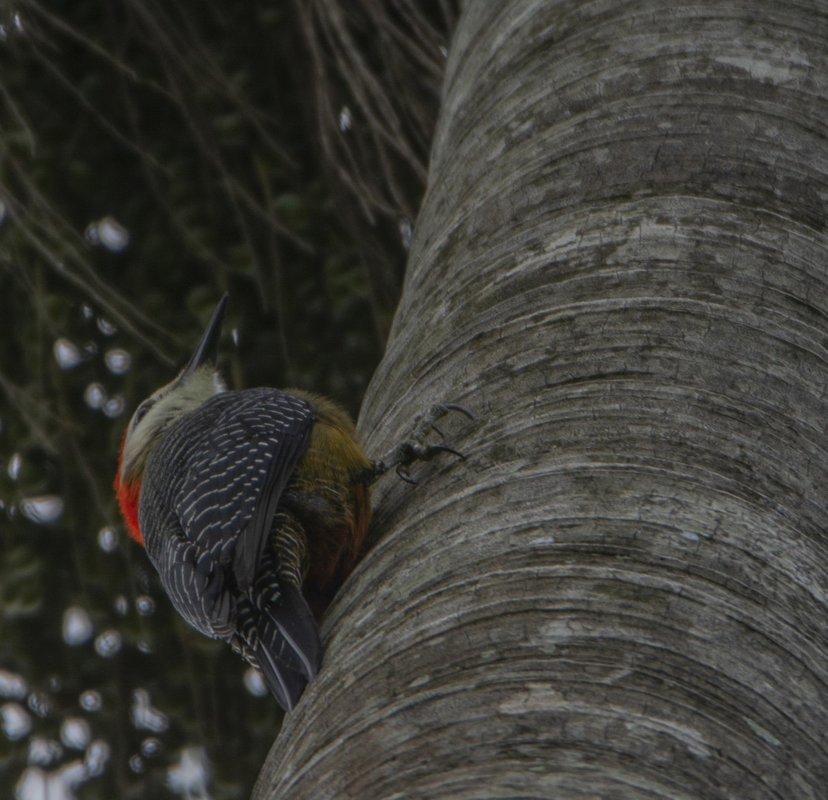 Jamaican Woodpecker - ML140736551