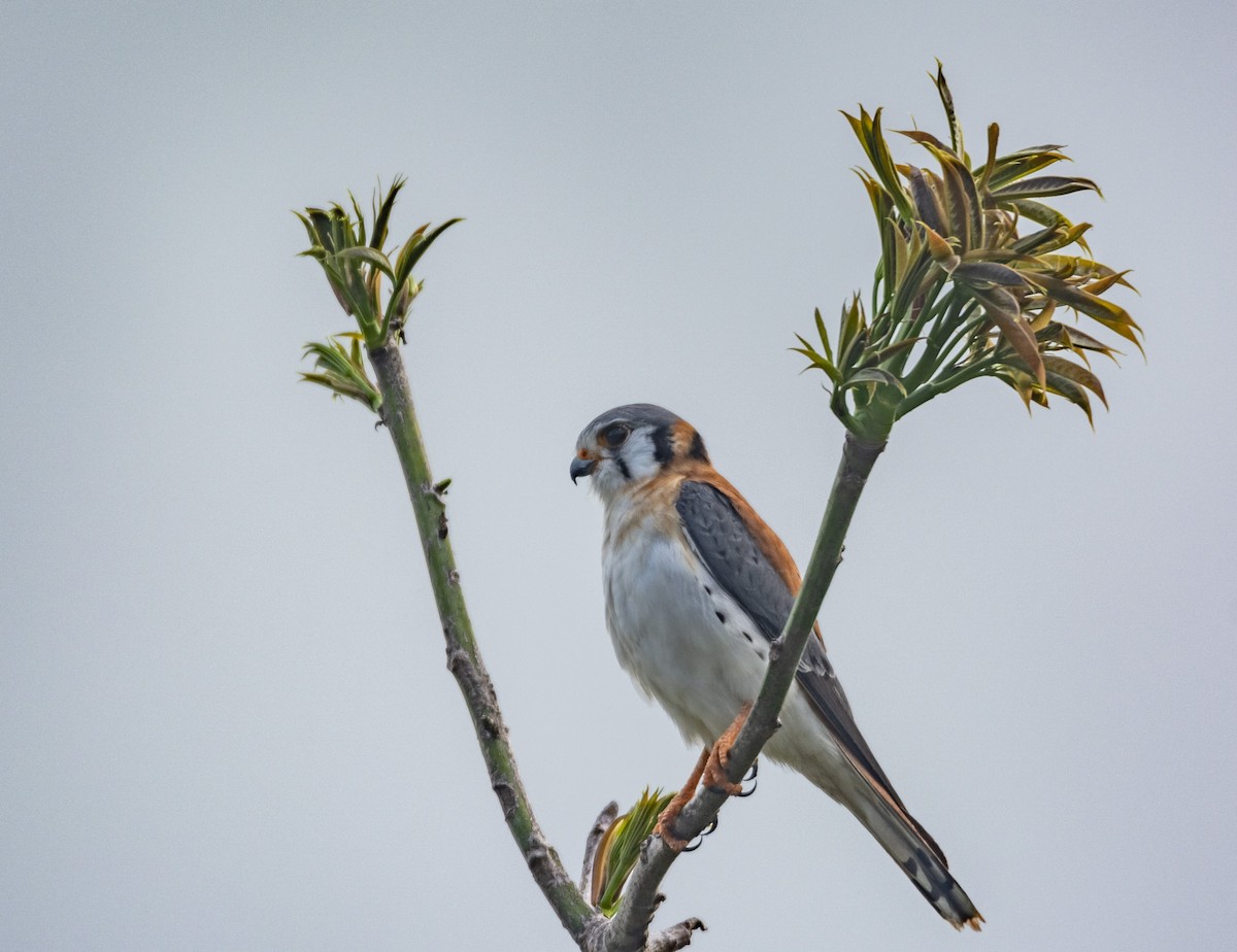 American Kestrel - ML140736601