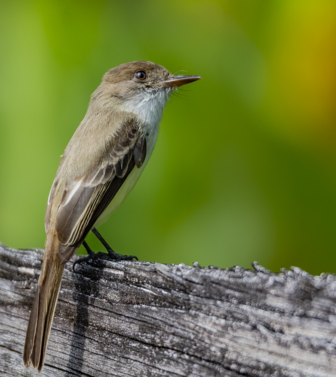 Sad Flycatcher - ML140736691