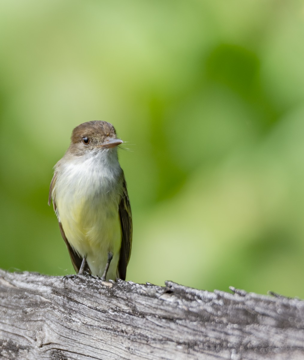 Sad Flycatcher - ML140736731