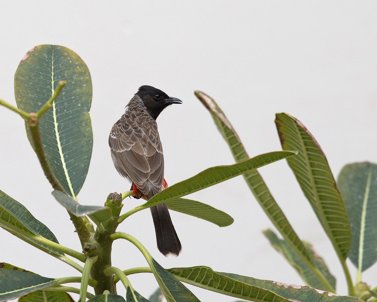 bulbul šupinkový - ML140739731