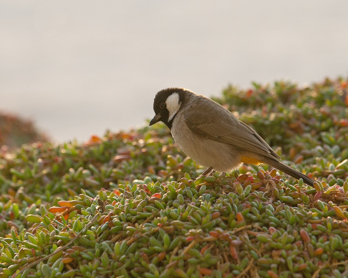 bulbul bělouchý - ML140739741